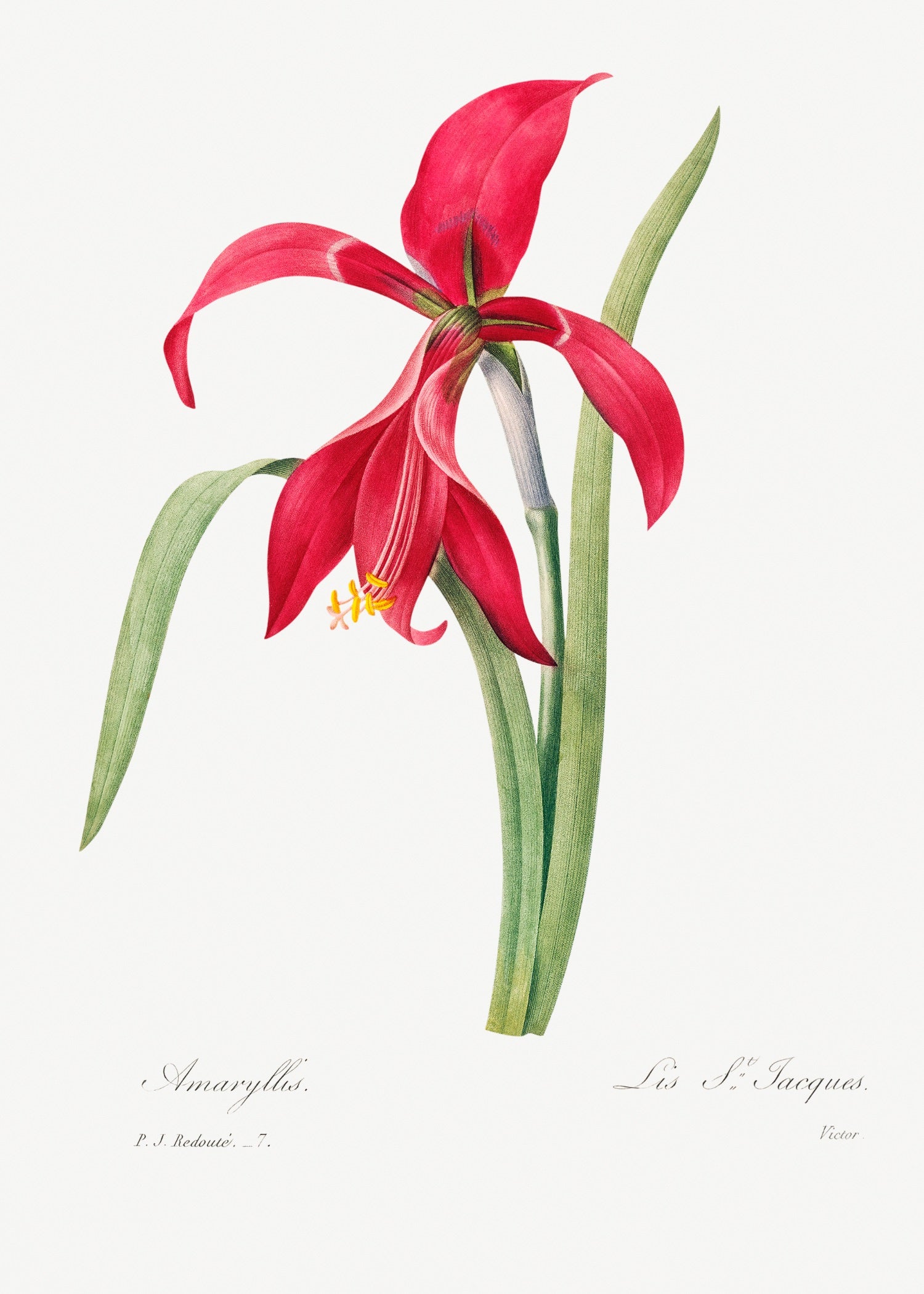 Pierre-Joseph Redouté 55