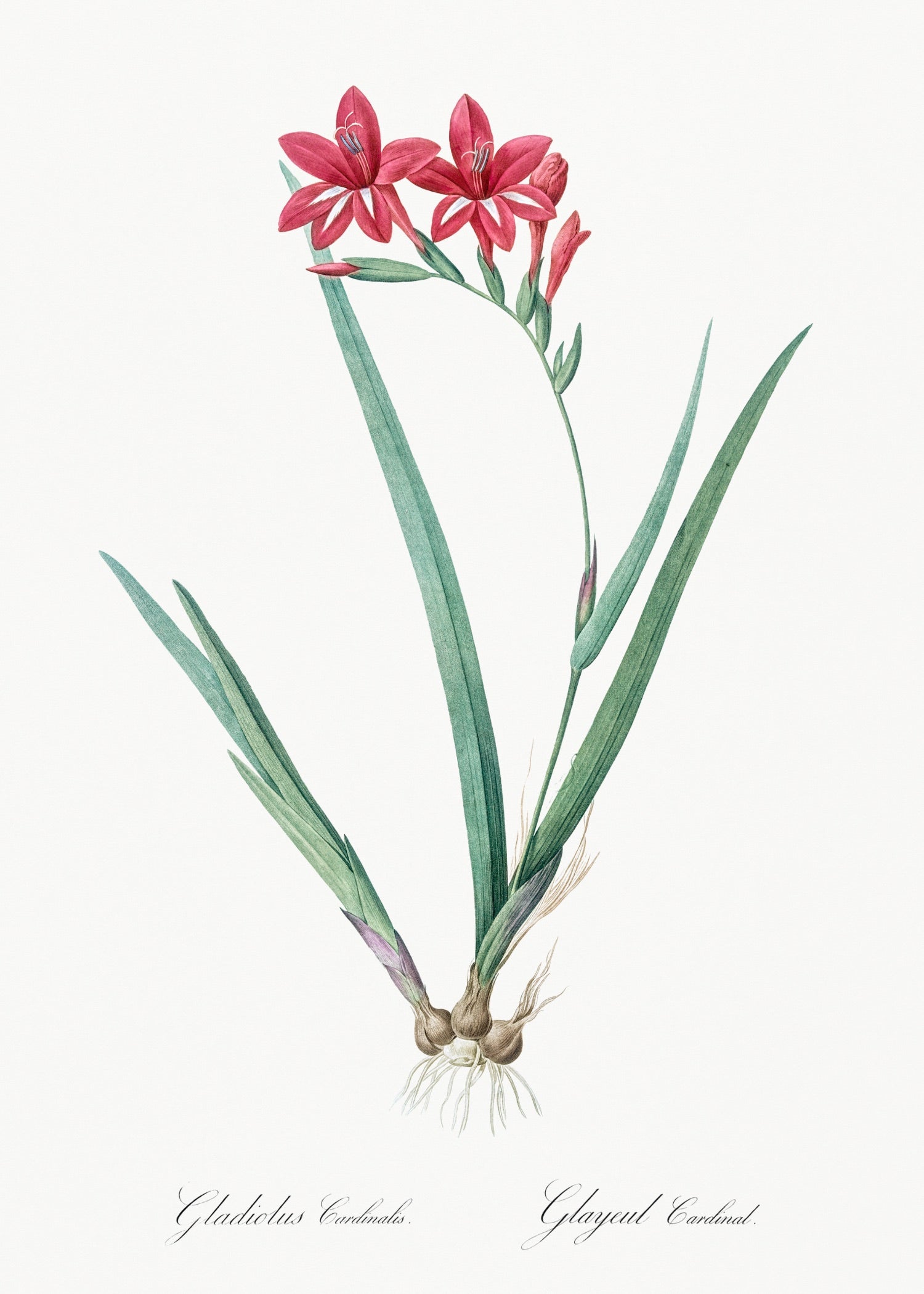 Pierre-Joseph Redouté 61