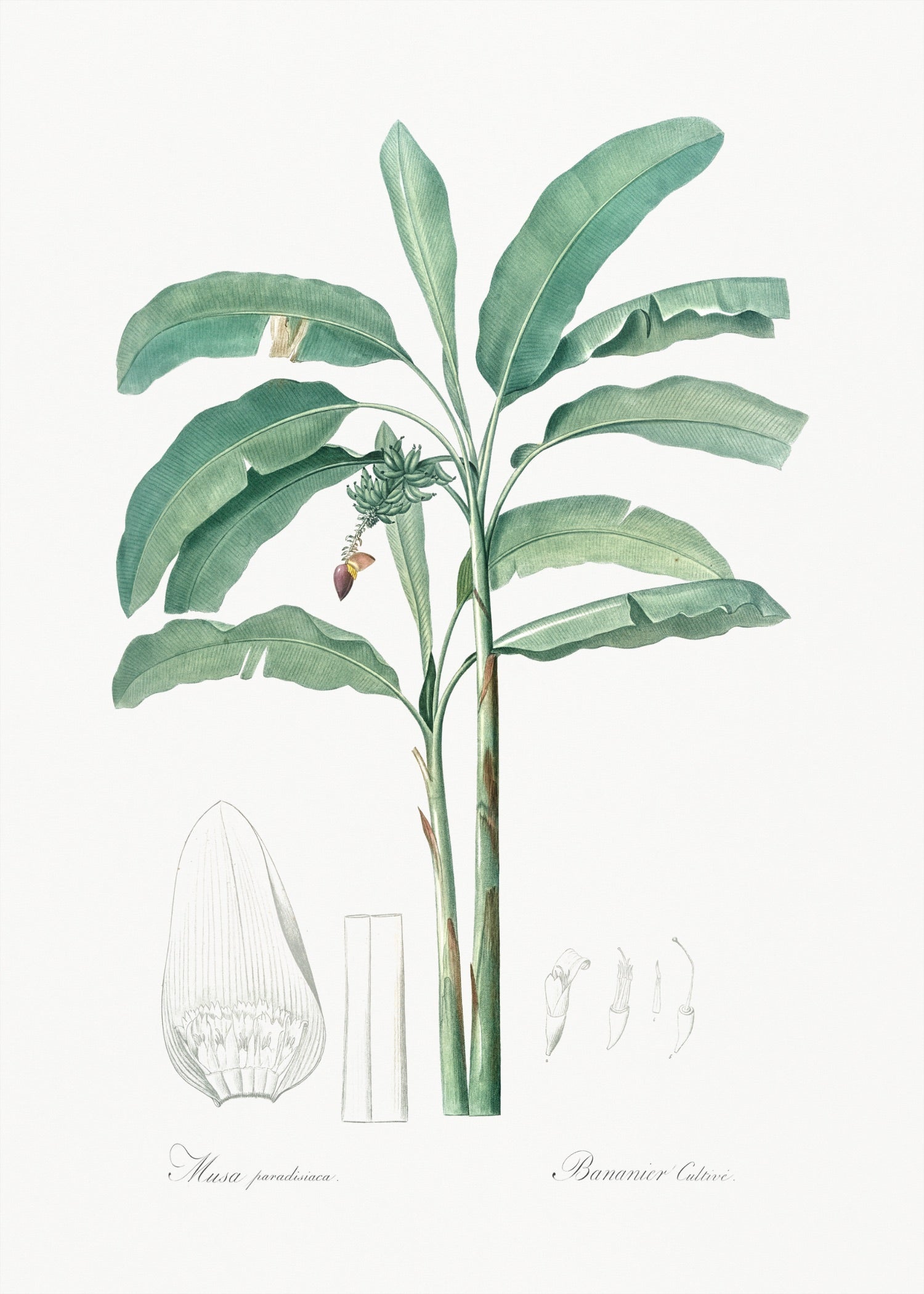 Pierre-Joseph Redouté 69