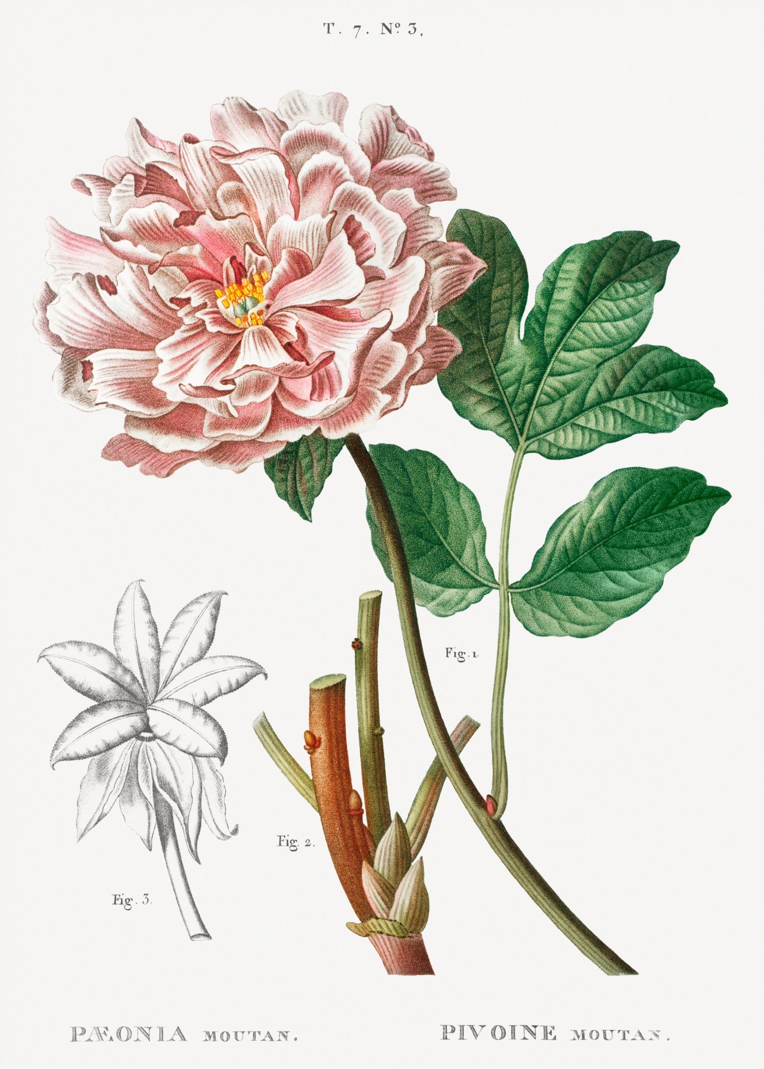 Pierre-Joseph Redouté 82