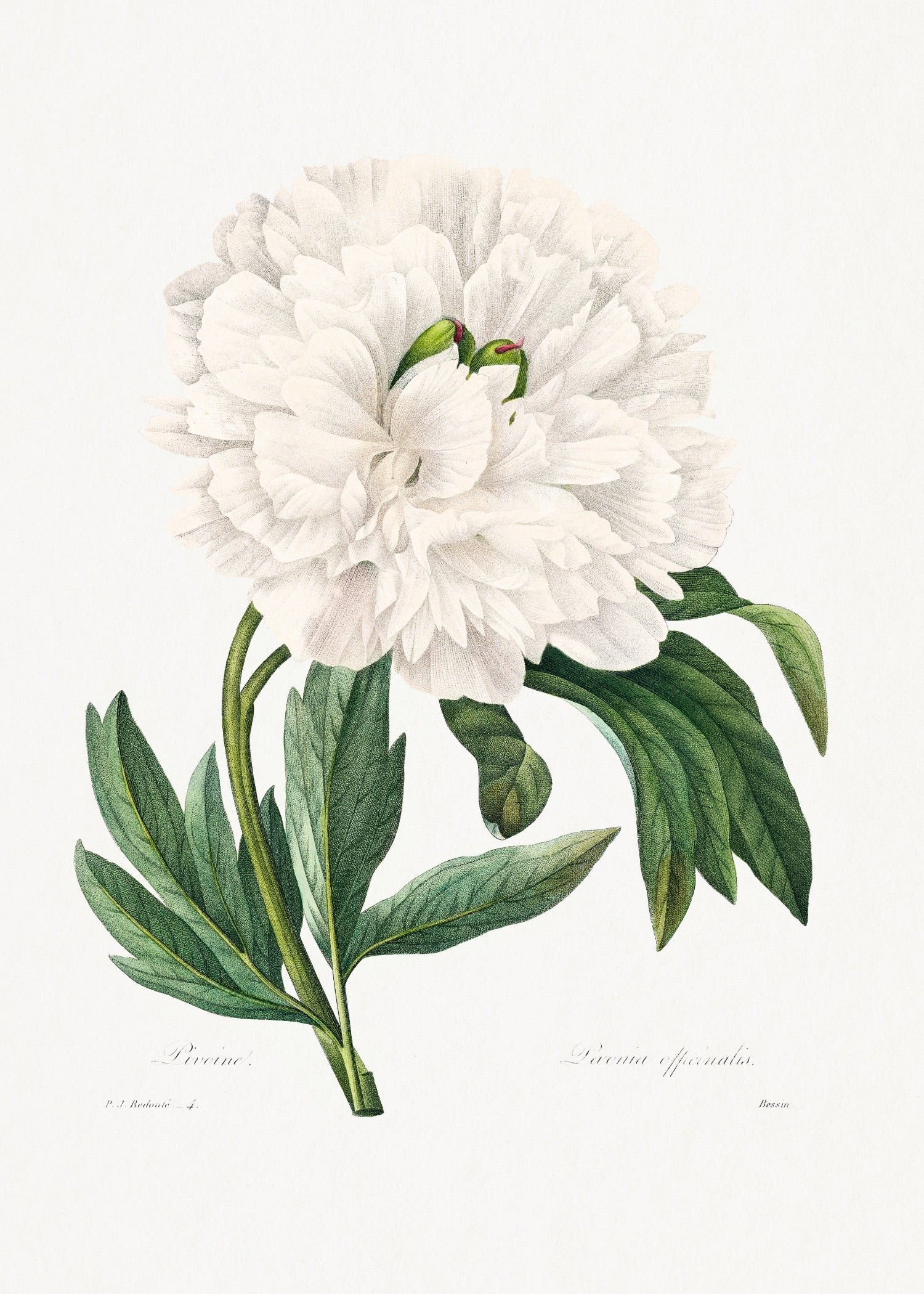 Pierre-Joseph Redouté 89