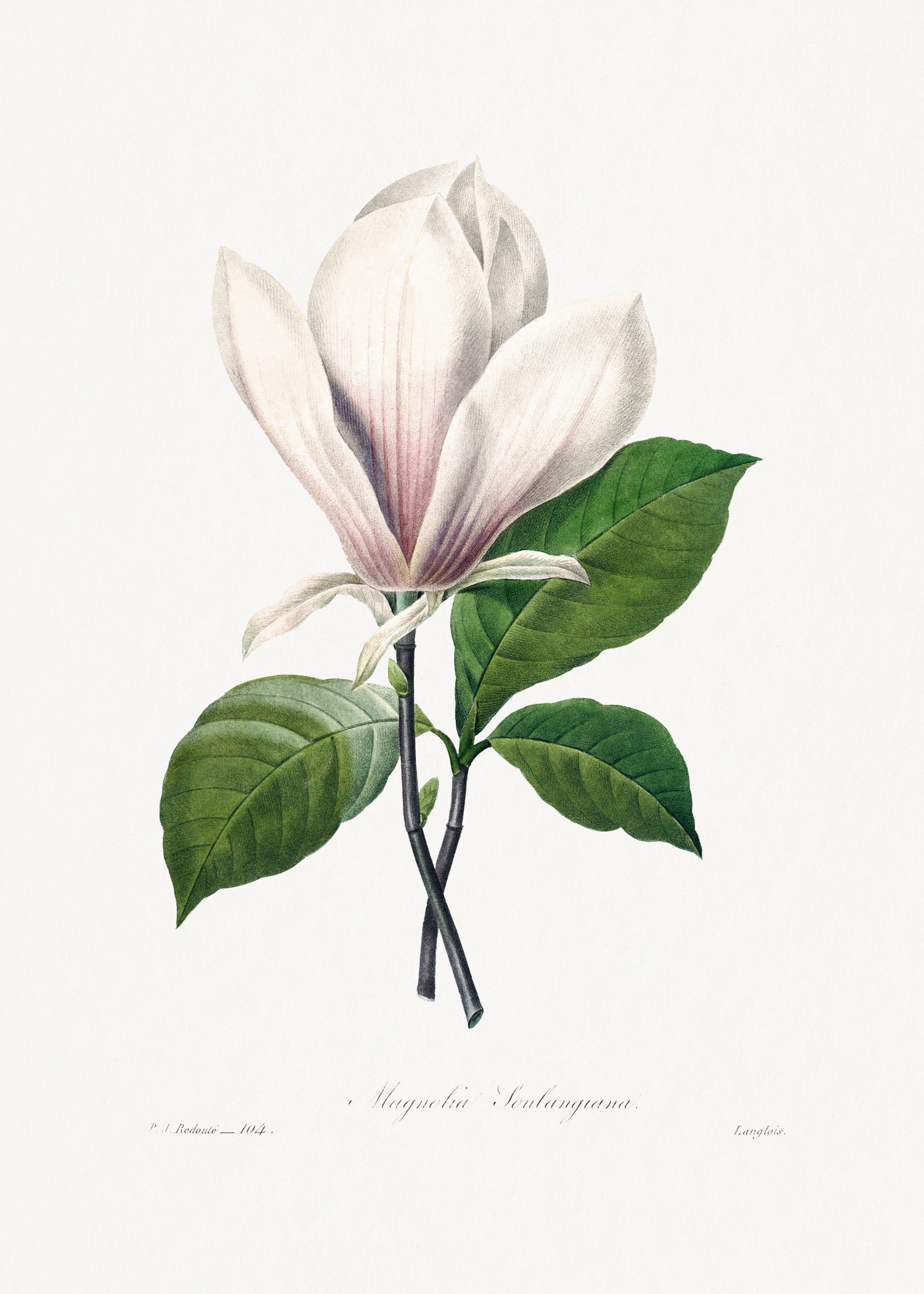 Pierre-Joseph Redouté 90