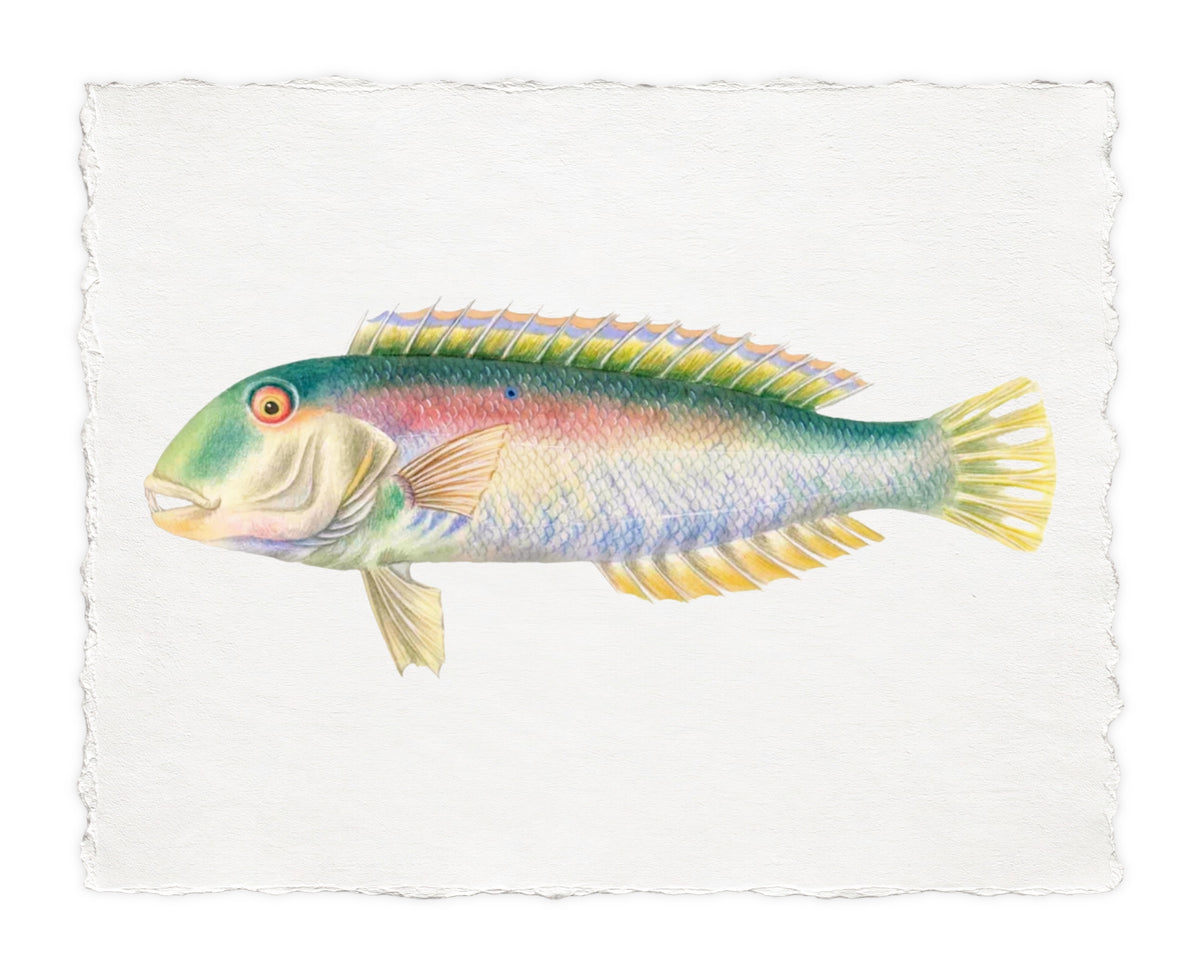 POLYNESIAN FISH 11