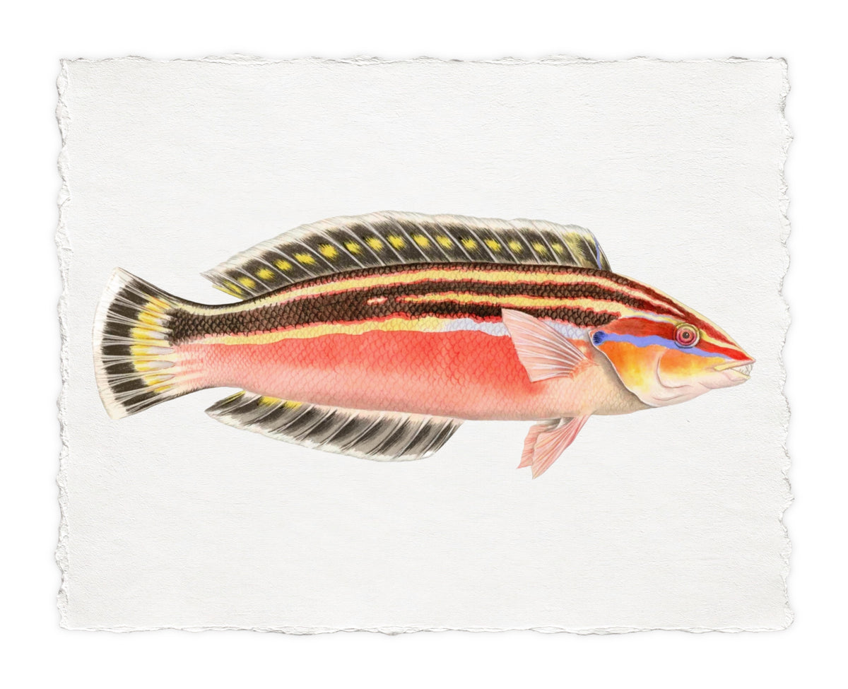 POLYNESIAN FISH 12