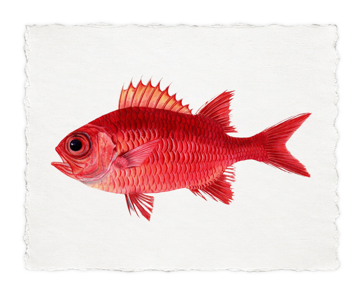 POLYNESIAN FISH 13