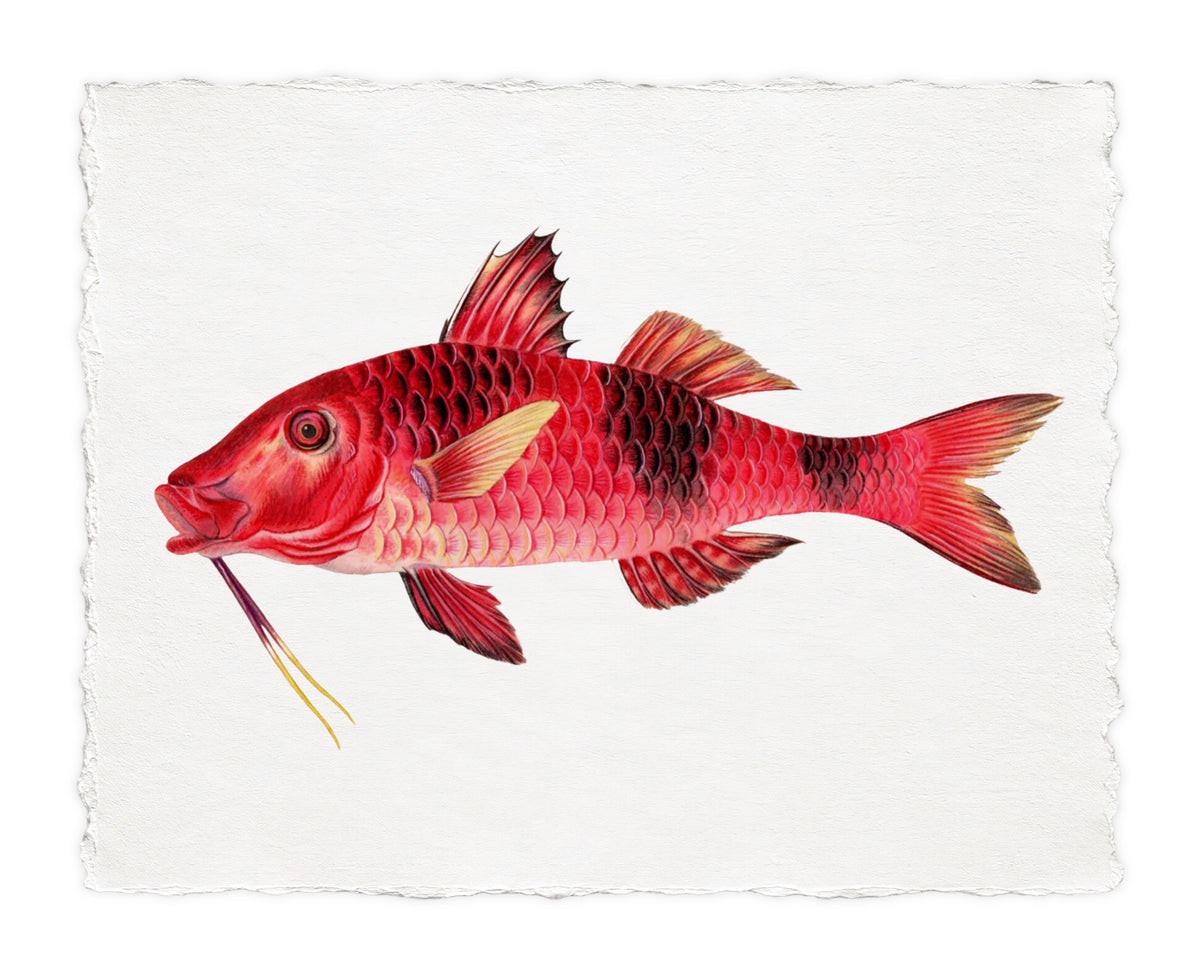 POLYNESIAN FISH 14