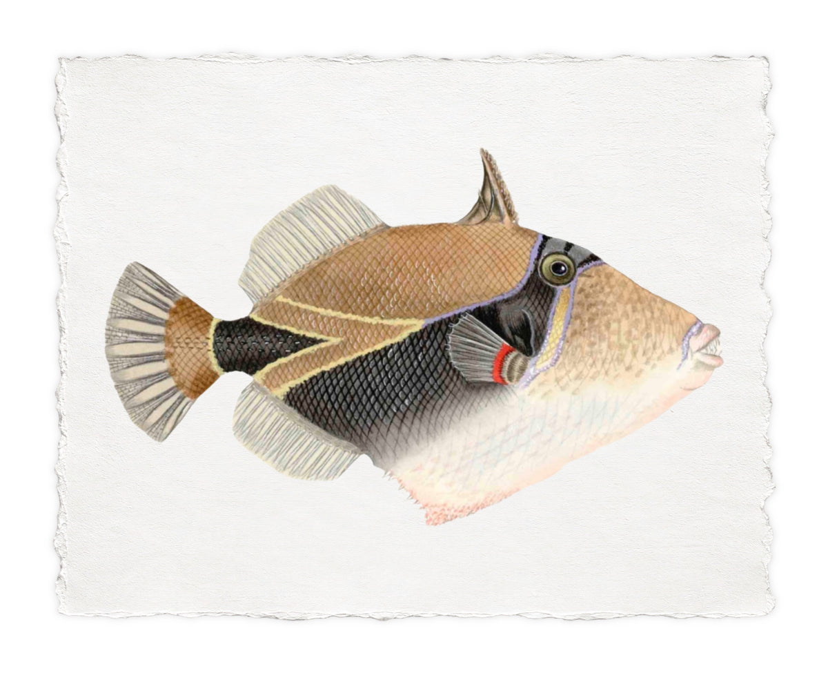 POLYNESIAN FISH 17
