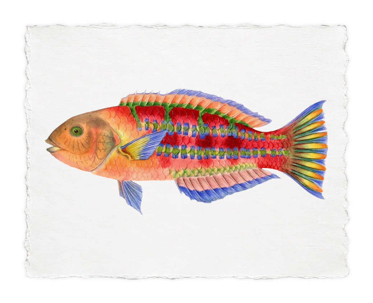 POLYNESIAN FISH 18
