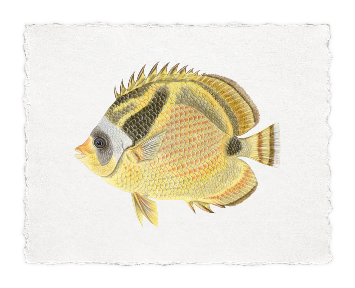 POLYNESIAN FISH 22