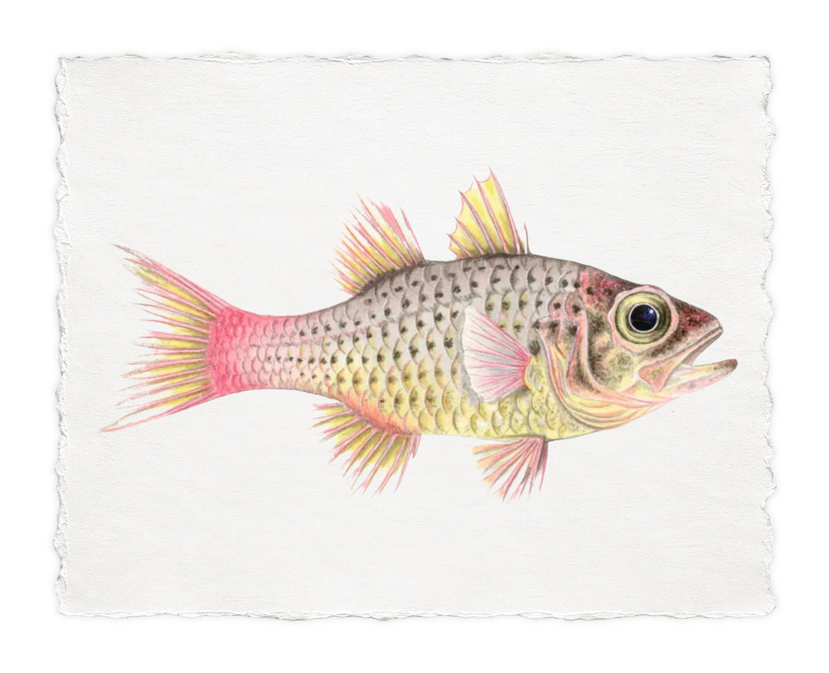 POLYNESIAN FISH 25