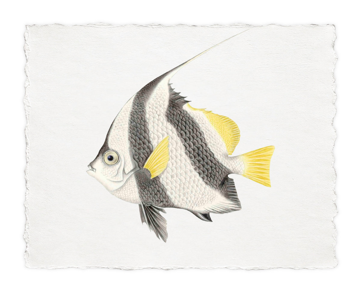 POLYNESIAN FISH 26
