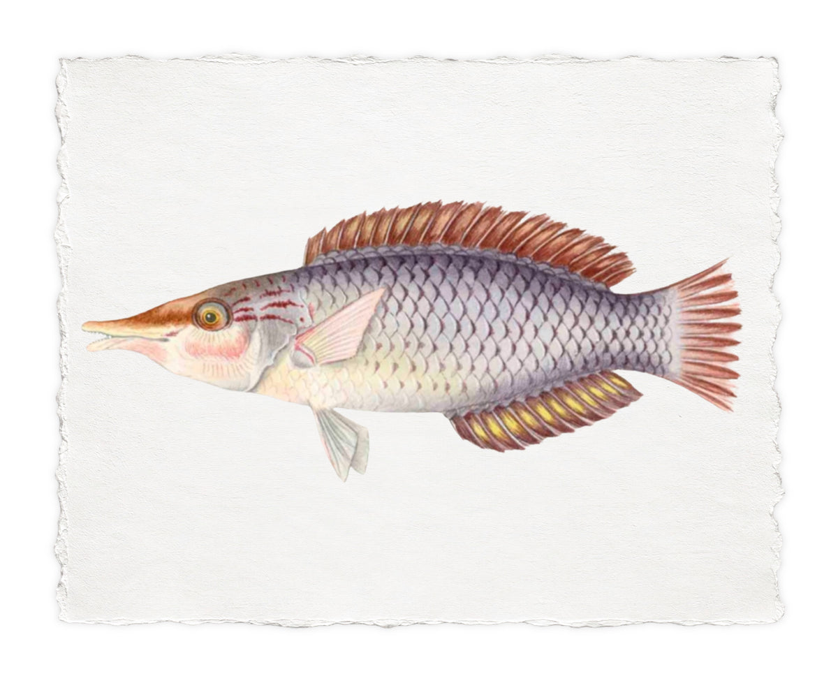POLYNESIAN FISH 27
