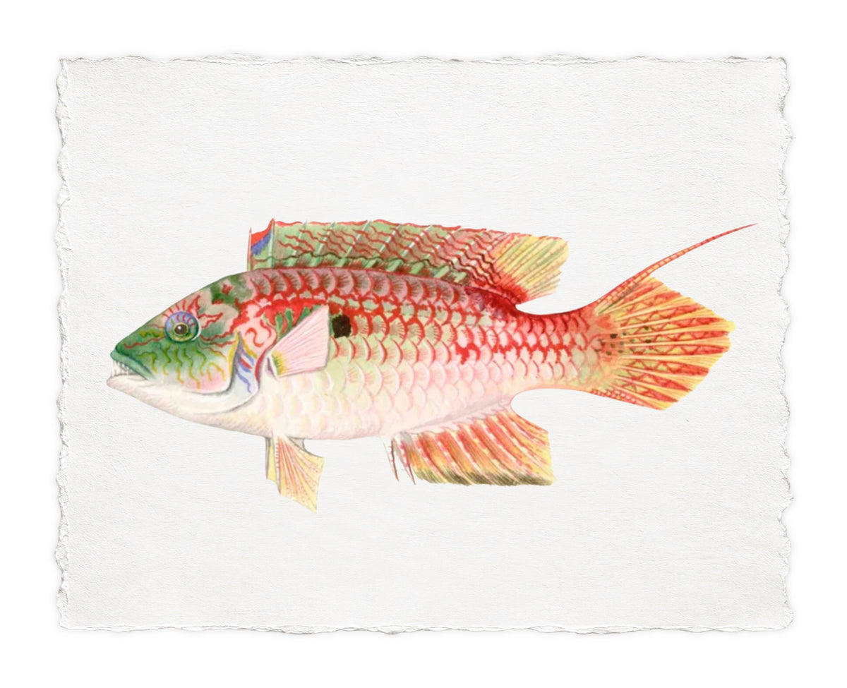 POLYNESIAN FISH 31