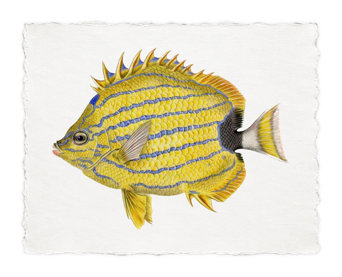 POLYNESIAN FISH 32