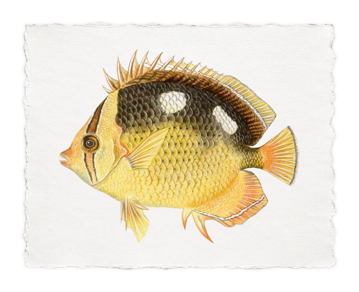 POLYNESIAN FISH 33