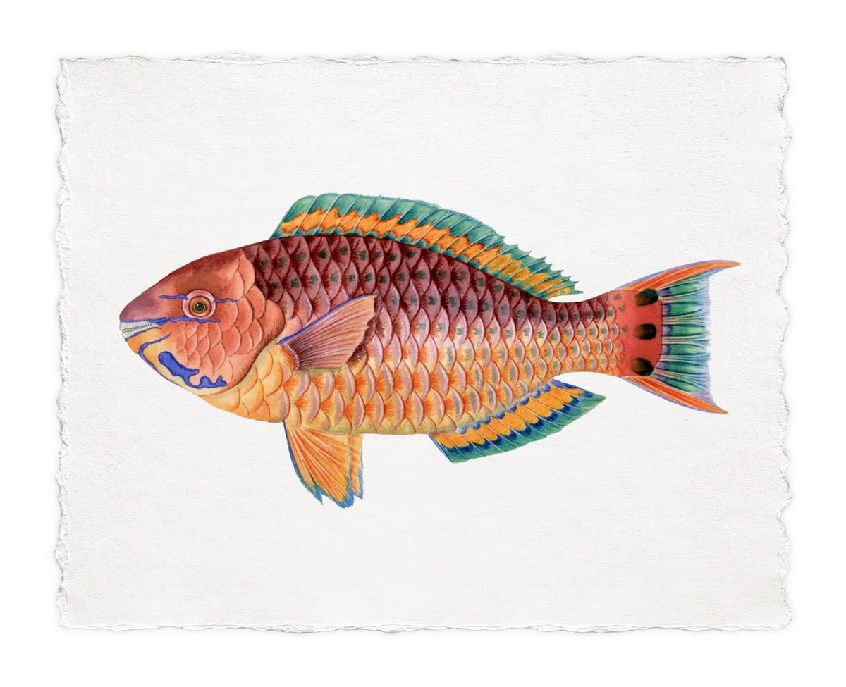 POLYNESIAN FISH 34