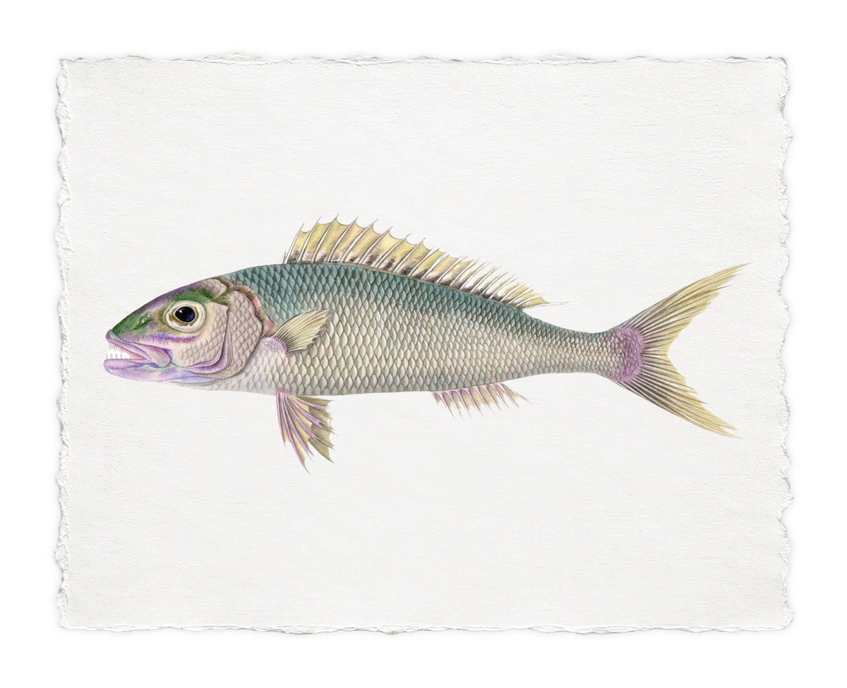 POLYNESIAN FISH 36