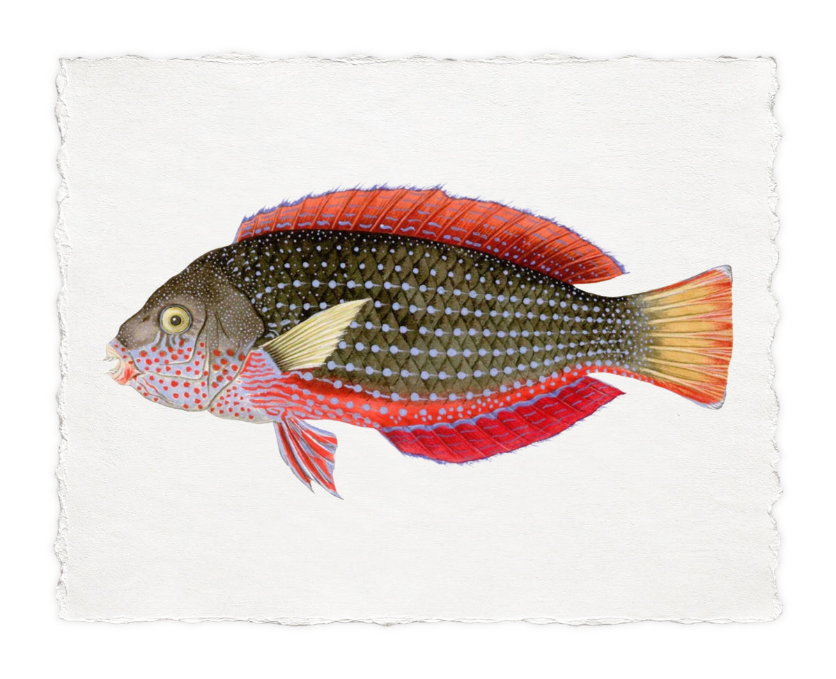 POLYNESIAN FISH 39