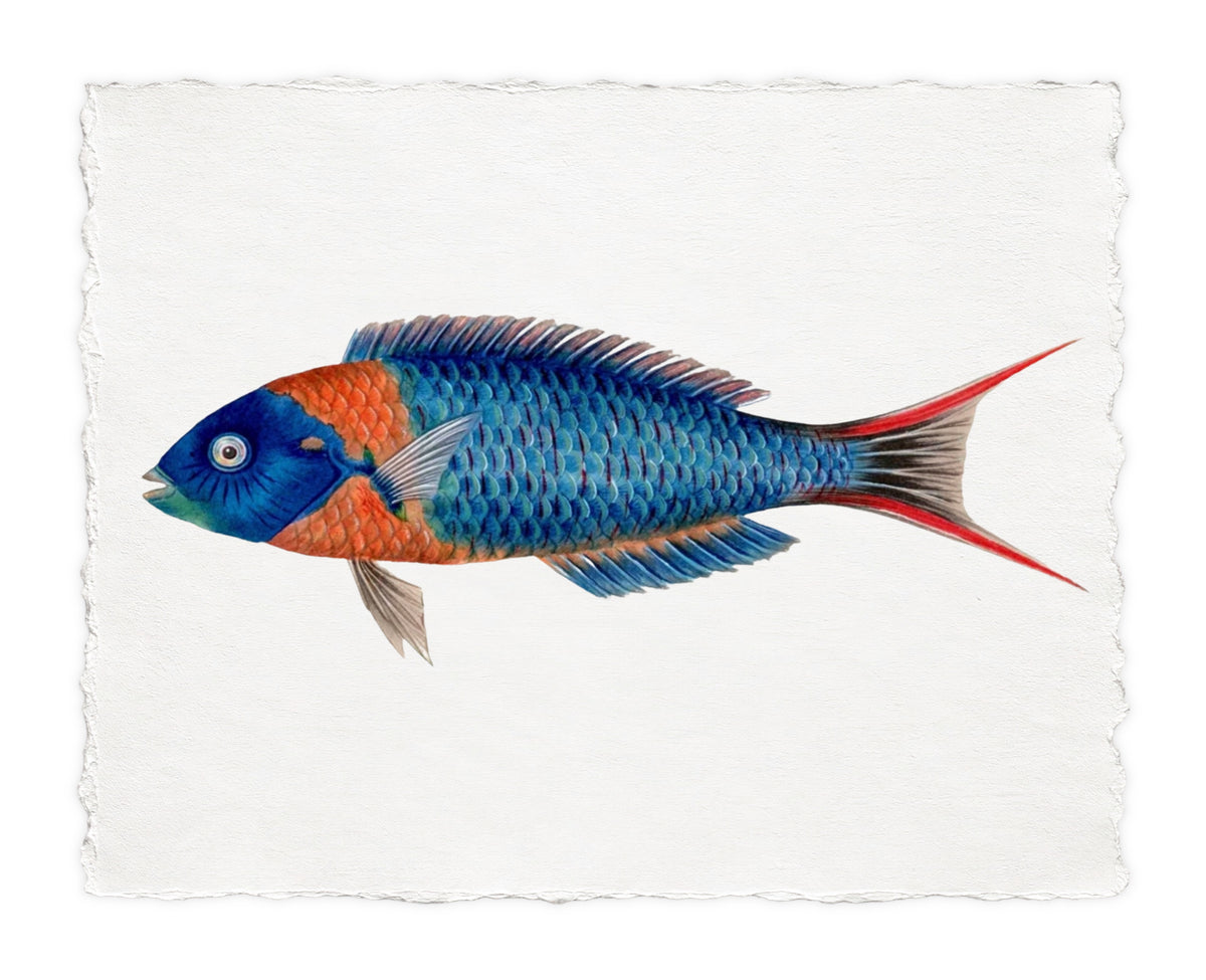 POLYNESIAN FISH 4
