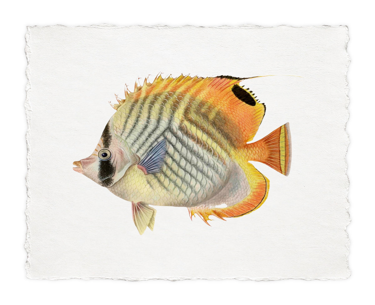 POLYNESIAN FISH 5