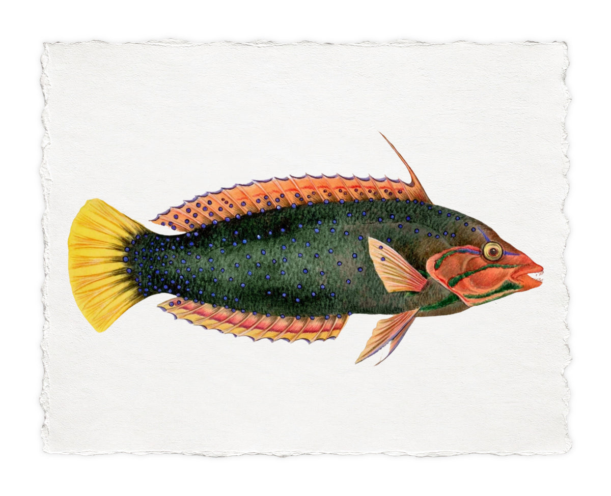 POLYNESIAN FISH 7